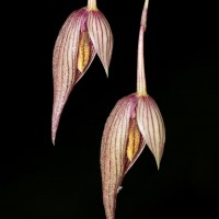 Bulbophyllum elegans Gardner ex Thwaites